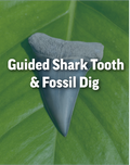4 hour Guided Shark Tooth & Fossil Dig