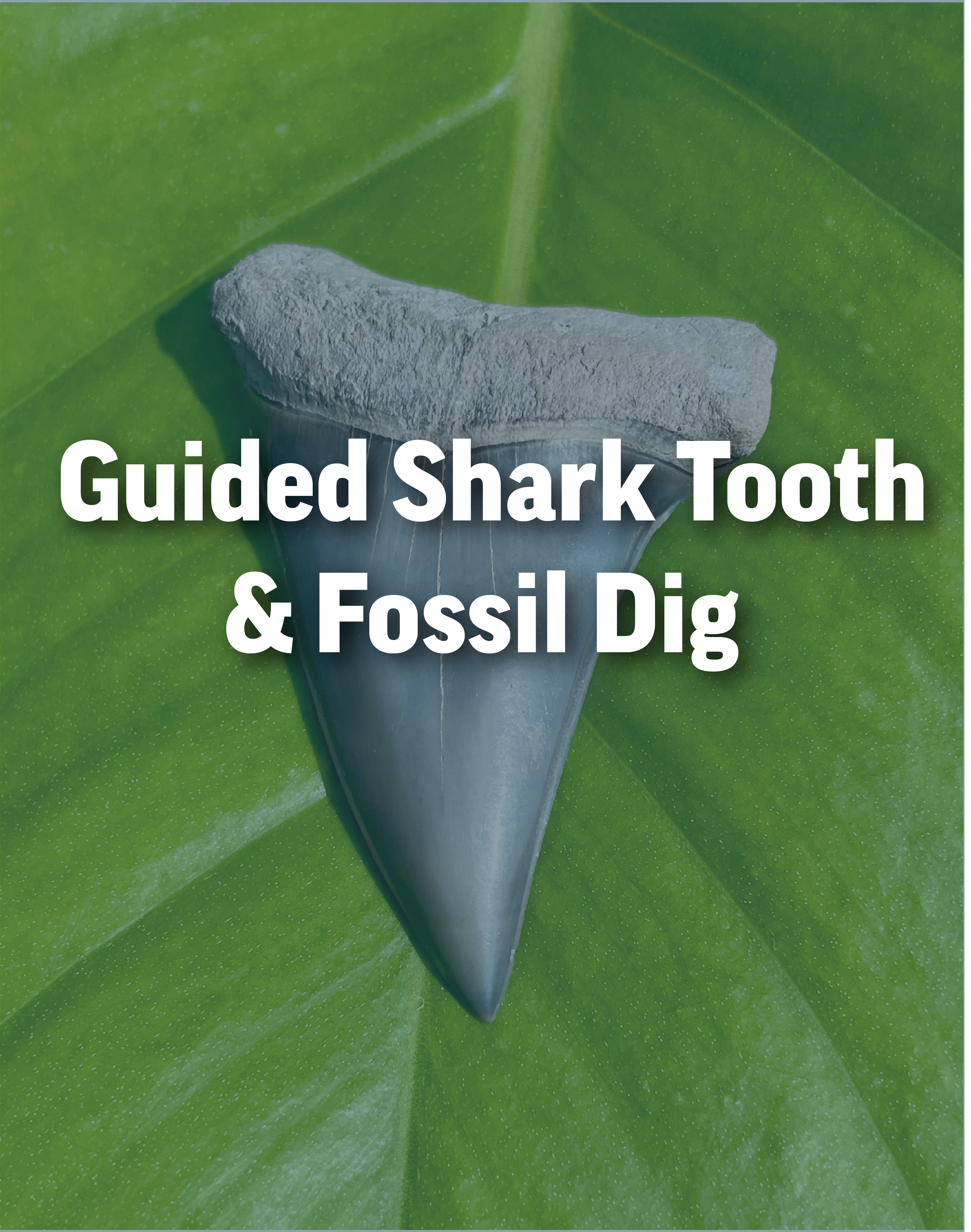 4 hour Guided Shark Tooth & Fossil Dig
